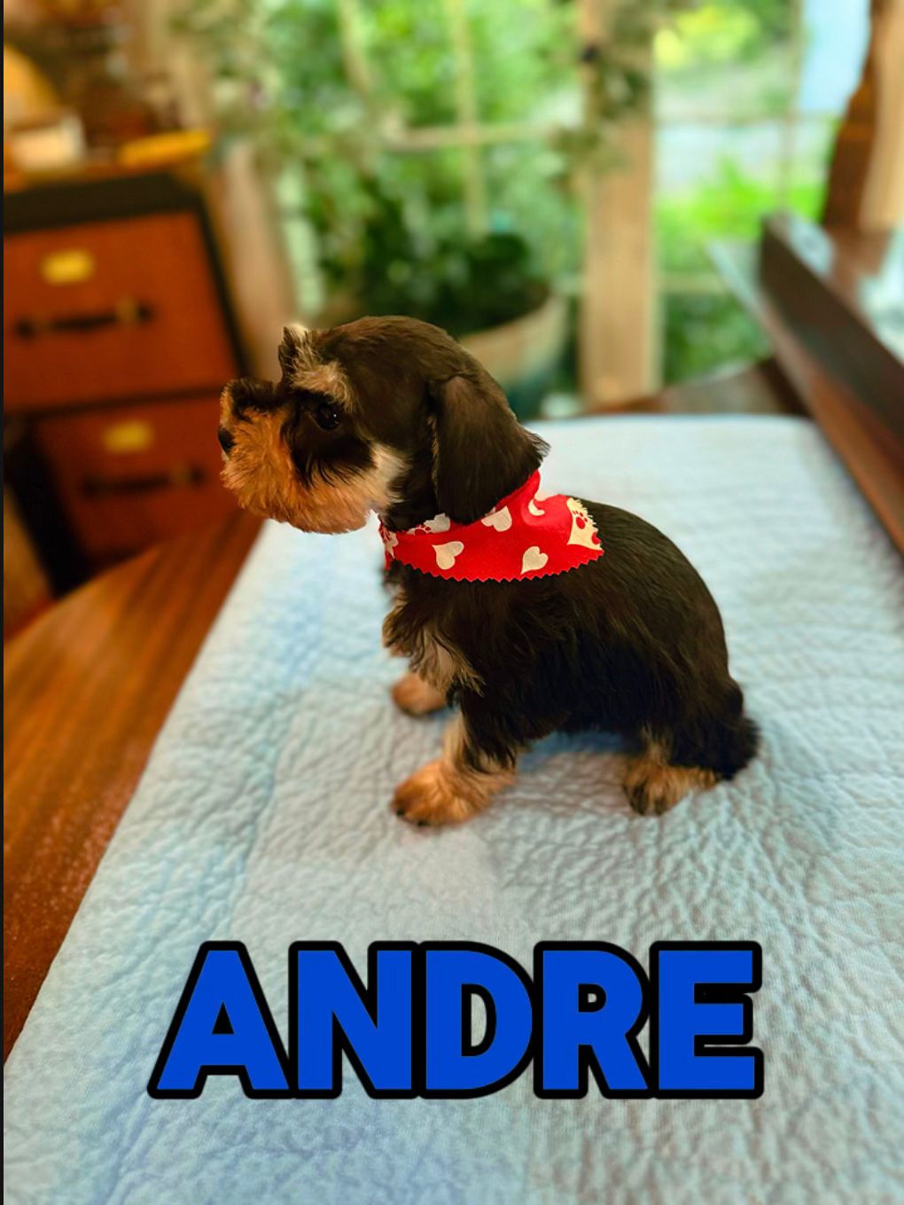 Andre (RESERVED)