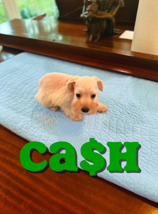 Cash